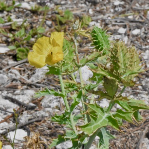 mexican prickly popy